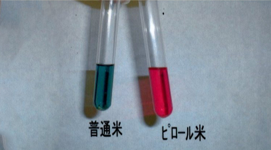 シアノバクテリア