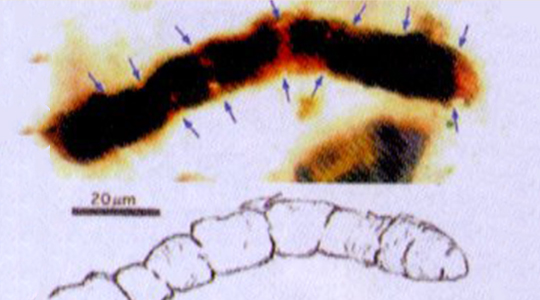 普通米　ピロール米